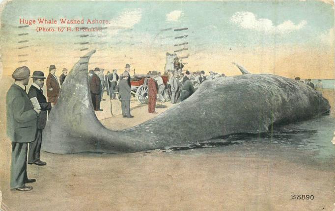 Atlantic City - Dead whale washed up on the beach - 1916