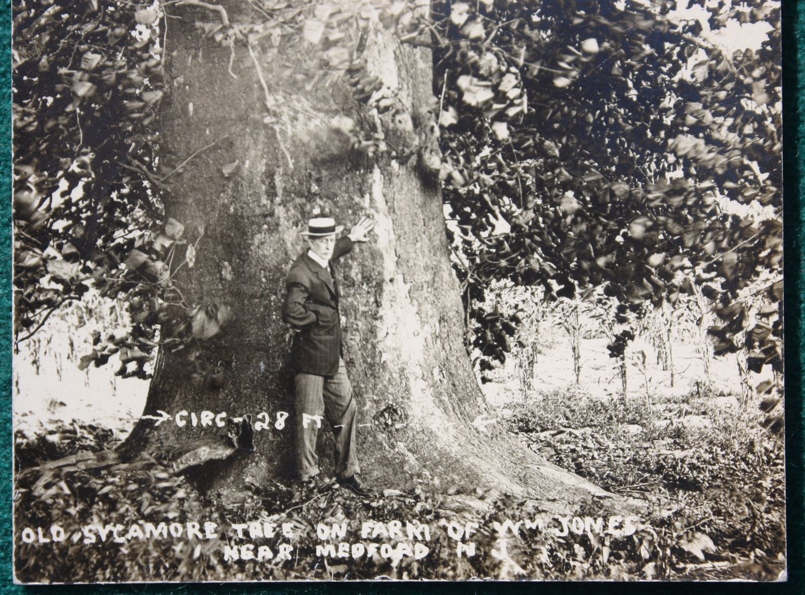 Medford vicinity - Enormous tree 29 feet in circumfrance on the Farm of William Jones - c 1910