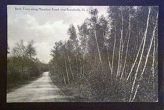 brnchvllMacadamRdBirches19